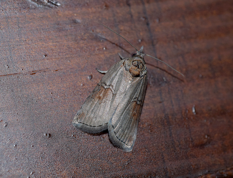 Bozzolo, pupa e adulto di Nycteola asiatica - Nolidae